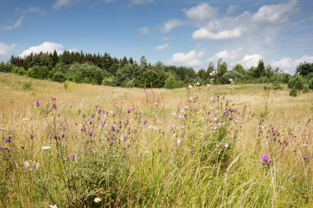 istock Pastoral village landscape in Belarus 1432332541