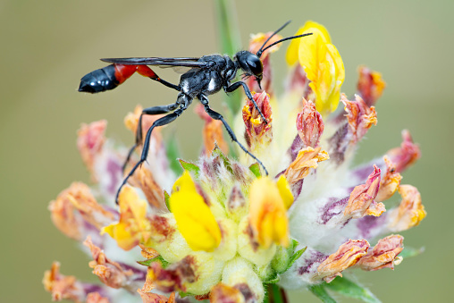 Red-banded sand wasp (Ammophila sabulosa) on a flower against a plain background