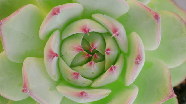Succulent Echeveria Chihuahuensis, top view clos up shot, slowly spinning, Fibonacci golden ratio concept
