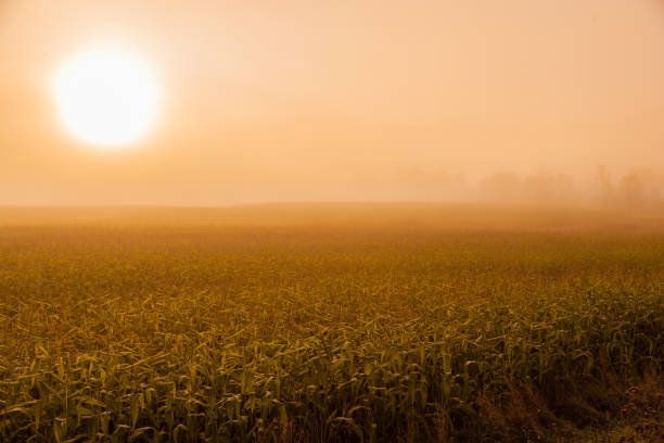 日の出 cornfield - morning cereal plant fog corn crop ストックフォトと画像