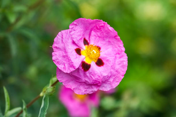 A pink cistus in summer A pink cistus in the garden in summer, macro cistus albidus stock pictures, royalty-free photos & images