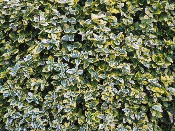 istock Euonymus Fortunei Emerald and Gold 1432336092