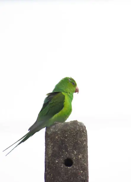 Brazilian green feathered parrot, known as Curica (Amazona amazonica), perched on top of an old cement pole under a pale sky - POA,  SAO  PAULO,  BRAZIL.