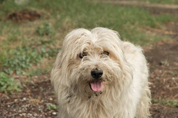 istock Shaggy stray dog 1432337034