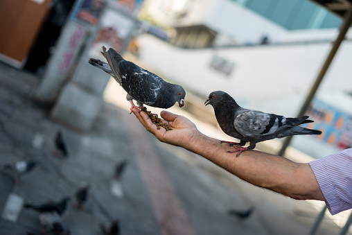 man is feeding birds to hand focus on foreground