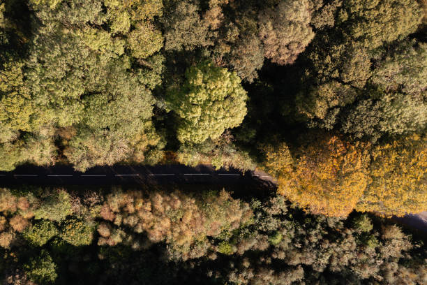 istock Looking directly down onto a road in woodland 1432338175