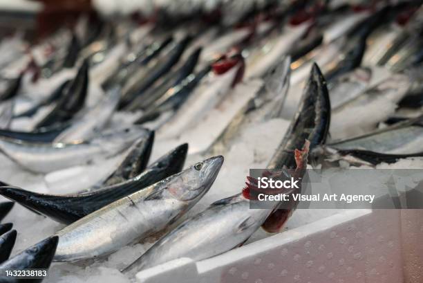Mediterranian Fishes Are On The Show Barn Focus On Foreground Horizontal Photo Stock Photo - Download Image Now