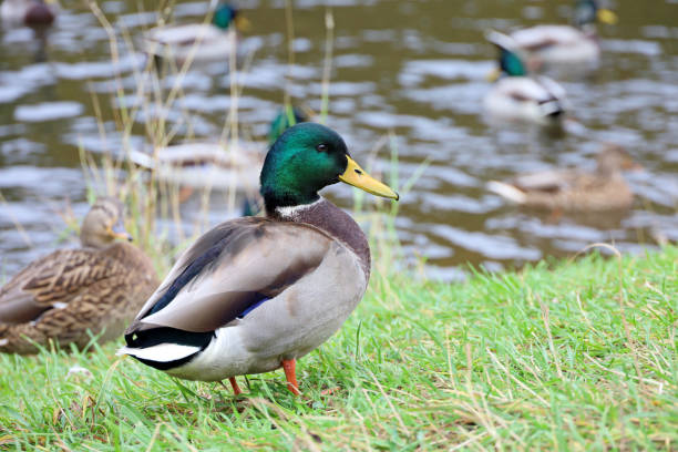 istock Male mallard ducks standing on a lake coast 1432339392