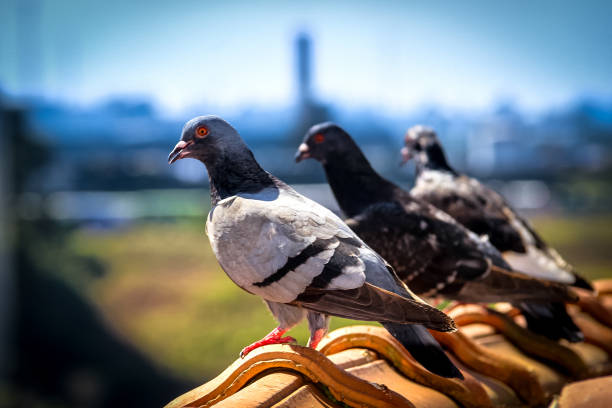 Pigeons sitting and resting on the roof outside the house