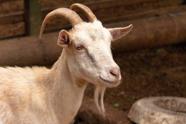 istock Little Goat on the farm 1432341154