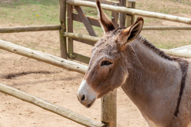 istock portrait of donkey 1432341177