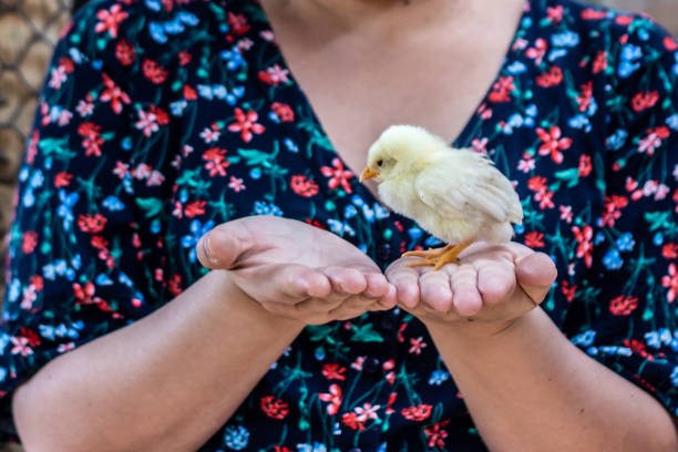 istock A little chick in a person's hand 1432341180