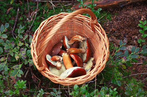 Bowl with bay bolete mushrooms in the forest