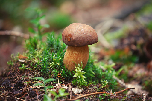 Detail of bay bolete (Imleria badia) edible mushroom in the forest