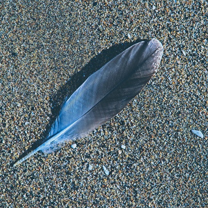 A gull feather found on San Gregorio state beach in northern California.  A well know beach off CA 84 along the famous Cabrillo highway, California 1, not too far from the San Francisco and the Bay area.