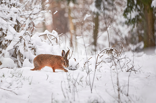 European Hare in the snowy forest (Lepus europaeus).