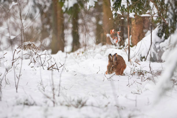 istock European Hare in the snowy forest 1432343227