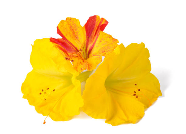 istock Yellow and red Four o'clock flowers 1432343337