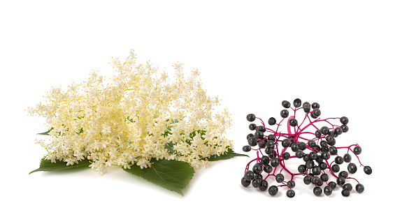 Elderberry Branch with berries and flowers   isolated on white background