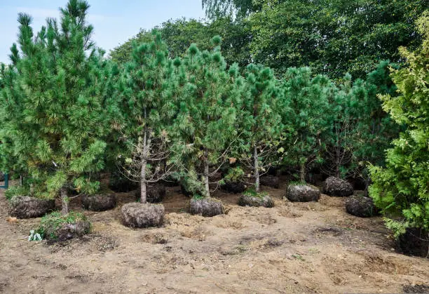 Photo of Seedlings of young green pines for planting