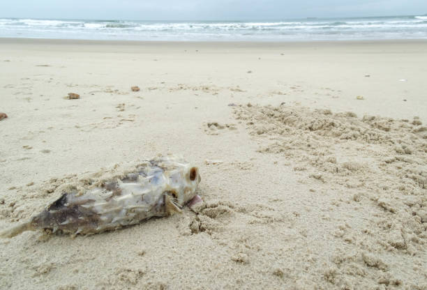 istock dead puffer fish on the beach sand 1432344552
