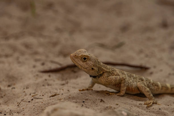 istock Chameleon on light orange sand floor in autumn hot day 1432345251