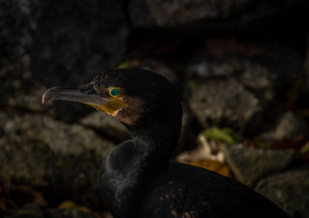 istock Black bird head with long beak in sunny autumn evening 1432345262