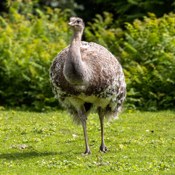 istock Darwin's rhea, Rhea pennata also known as the lesser rhea. 1432345862