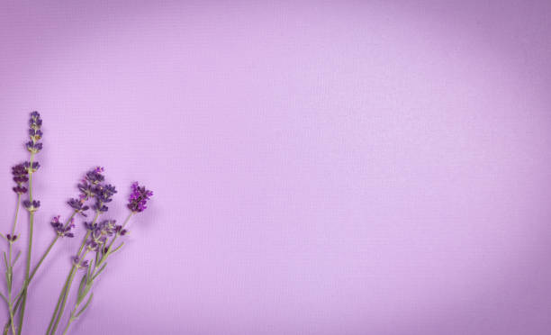 finely textured shiny lavender color background with lavender stems with vignette fine-textured shiny background of lavender color with vignette. finely stock pictures, royalty-free photos & images