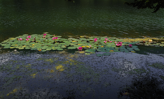 amazing view of lotus flower on lake