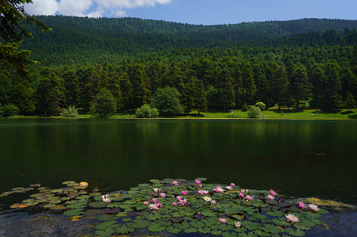amazing view of lotus flower on lake