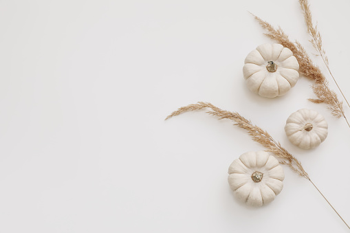 Autumn decorative frame, web banner. Little white pumpkins and dry festuca grass isolated on white table background. Boho fall, Halloween and Thanksgiving design. Flat lay, top view. Copy space.