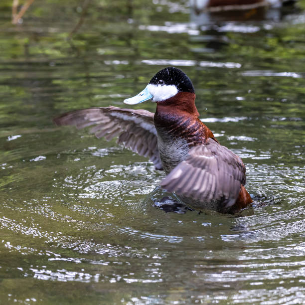 istock Ruddy Duck, Oxyura jamaicensis, swimming on water surface 1432350834