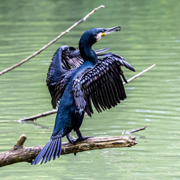 istock The great cormorant, Phalacrocorax carbo sitting on a branch 1432350892