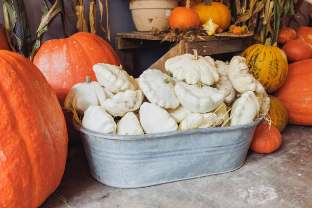 big pumpkins and pattypan squash for outdoor decoration - pattypan squash imagens e fotografias de stock