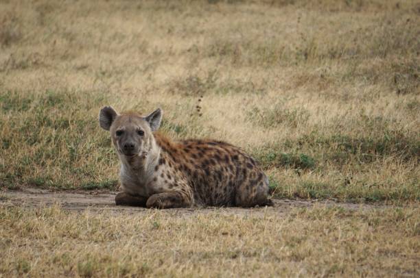 Hyena resting on Serengeti Plane