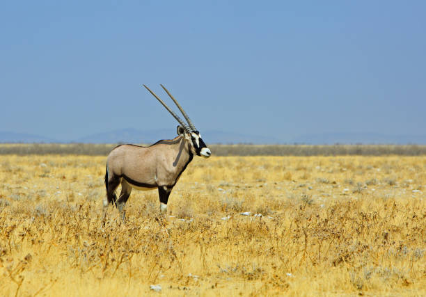 Isolated Gemsbok Oryx standing on the yellow dry plains, with the empty Etosha Savanna in the background with a nice pale blue sky, Etosha, Namibia, Southern Africa
