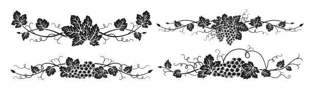 Grape vine divider bunches drawn engraving set wine decorations border floral grapes berry frame Grape vine divider bunches engraving set. Vintage ink hand drawn wine decorations border, floral grapes berry frame. Decorative etching elements antique vineyard ornament for packing vector design vineyard wine frame vine stock illustrations