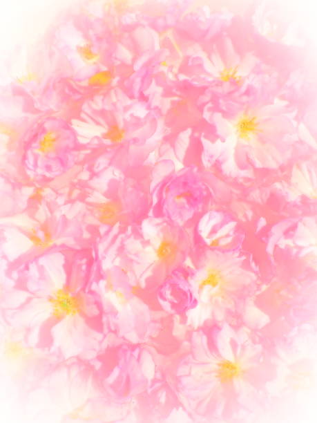 illustrations, cliparts, dessins animés et icônes de fleurs roses fond sakura cerise. illustration de mur de fleurs. mise au point sélective douce. carte postale de vacances. pétales roses et étamines jaunes. art flou. fleur de cerisier de chiba. style aquarelle - toned image pink sakura cherry blossom