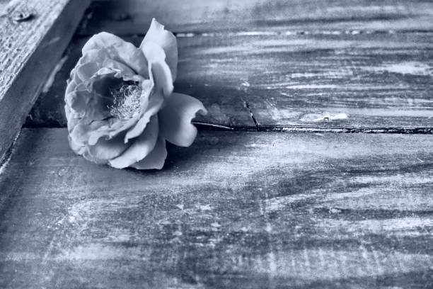 one rose on a wooden background. Please accept our condolences. Mourning or an expression of regret. Monochrome black and white photography. Wooden tray with nails. Copy space