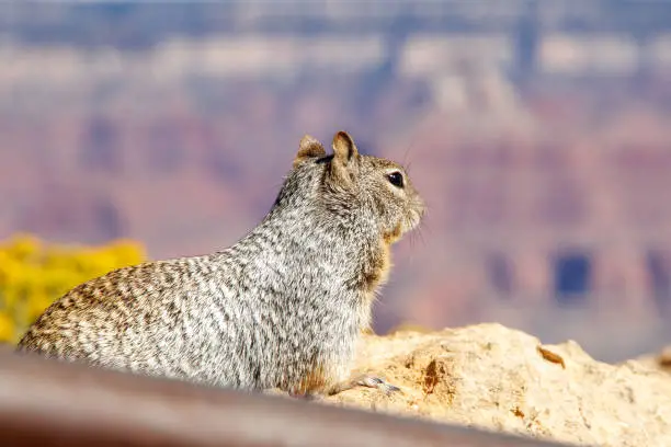 Photo of Squirrel in Grand Canyon National park