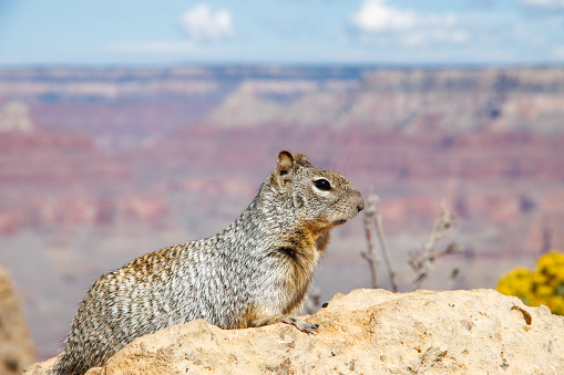 Squirrel on the rock in Grand Canyon National Park in Arizona. Gran Canyon wildlife. South rim of Grand Canyon
