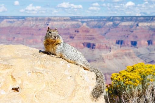 Squirrel standing at Grand Canyon National Park on a tree