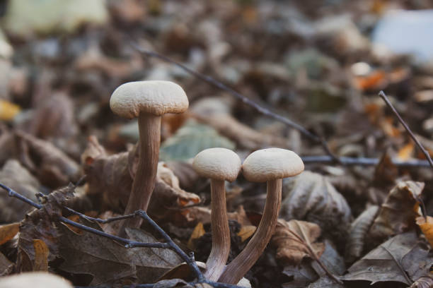 Small mushrooms on a forest floor in autumn
