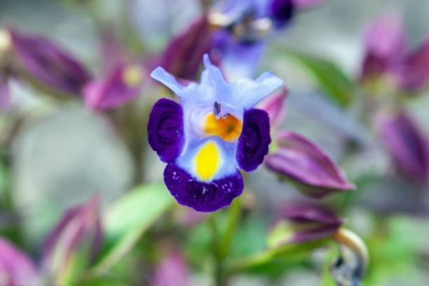 istock Fishbone flower, Torenia fournieri 1432359957
