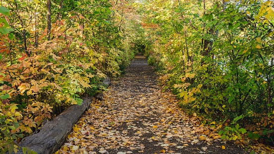 Walking the trail during autumn at Mill Pond within Centennial Park in Milton, Ontario, Canada