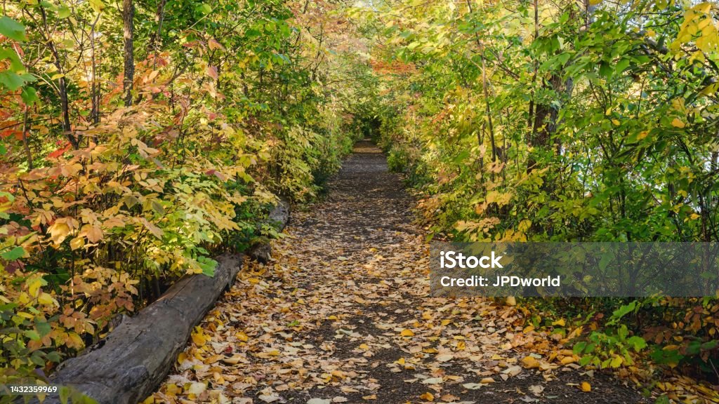 Walking the trail during autumn at Mill Pond within Centennial Park in Milton, Ontario, Canada Autumn Stock Photo