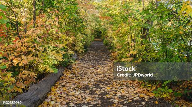 Walking The Trail During Autumn At Mill Pond Within Centennial Park In Milton Ontario Canada Stock Photo - Download Image Now