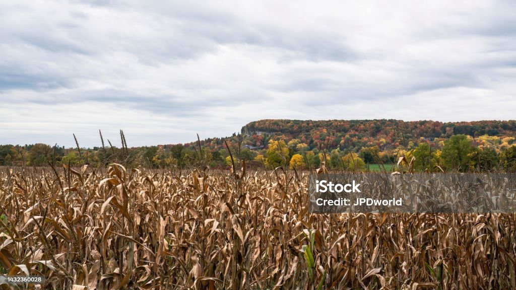 Farm field and Niagara Escarpment during autumn in Milton, Ontario, Canada Agricultural Field Stock Photo