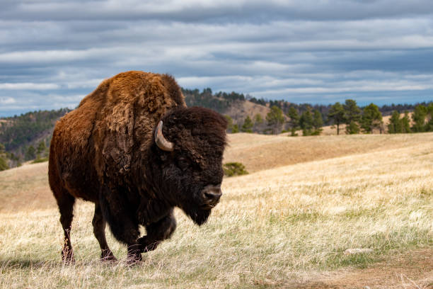 Bull American Bison stock photo